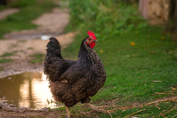 Portrait of the black orpington chicken hen on the grass hen nibbling on the green grass in the garden  gallus domesticus bird feeding at the farm wood fence, red comb, free