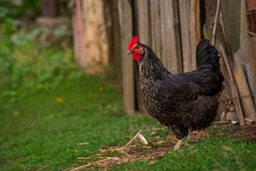 Portrait of the black orpington chicken hen on the grass hen nibbling on the green grass in the garden  gallus domesticus bird feeding at the farm wood fence, red comb, free