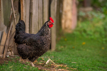 Portrait of the black orpington chicken hen on the grass hen nibbling on the green grass in the...