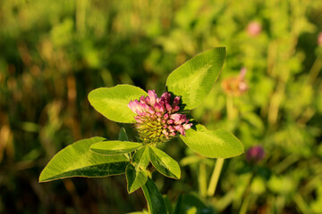 clover flower in the field summer sun field