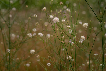  Peaches growing on a tree  branches Fresh sunset light blur green background Natural fruit.  organic  Ripe Moldova Beautiful close up