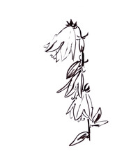 blooming wild bluebells, graphic black and white drawing