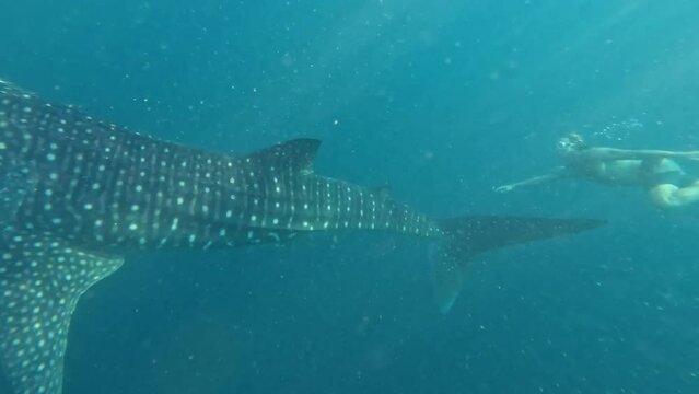 Man swimming with big whale shark underwater in the ocean