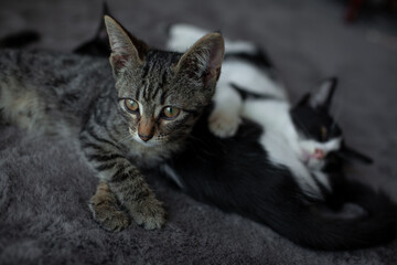 Two black and white  kittens hugs and lie on the grey carpet