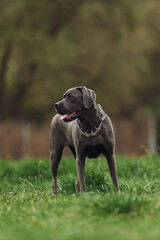 Standing on the green grass. Portrait of dog with short black fur that is having a walk outdoors at summertime