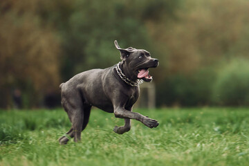 Running on the grass. Portrait of dog with short black fur that is having a walk outdoors at summertime