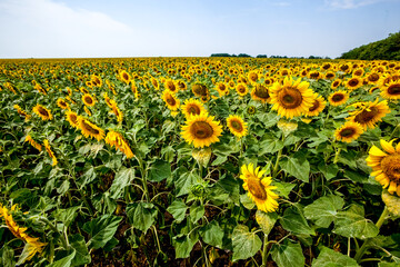 Yellow sunflowers field in farm. Agriculture background