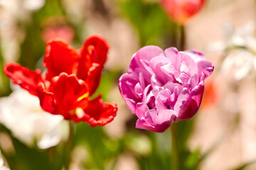 gardening, botany and nature concept - close up of beautiful tulip flowers at summer garden