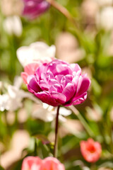 gardening, botany and nature concept - close up of beautiful tulip flowers at summer garden