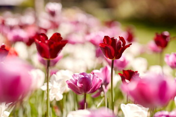 gardening, botany and nature concept - close up of beautiful tulip flowers at summer garden
