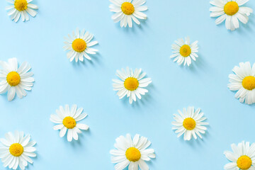 Fototapeta premium Daisy pattern. Flat lay chamomile flowers on blue background. Top view