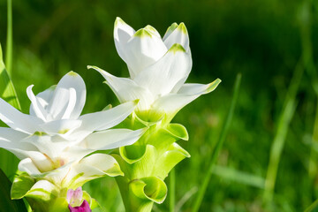 Photo of white Curcuma alismatifolia or siam tulip flower blossom in Thailand