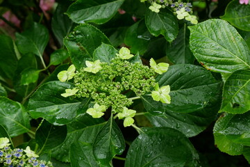 緑のガクアジサイと葉と茎と雫