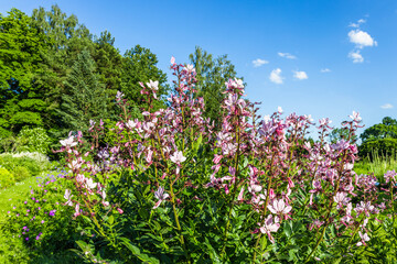 Dictamnus Albus flowering plant blooms in the summer garden
