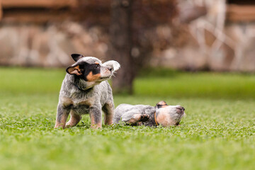 Australian cattle dog puppy outdoor. Blue heeler dog breed. Puppies on the backyard