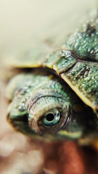 A close up picture of the head of a fresh water domestic turtle also known as cumberland tortoise