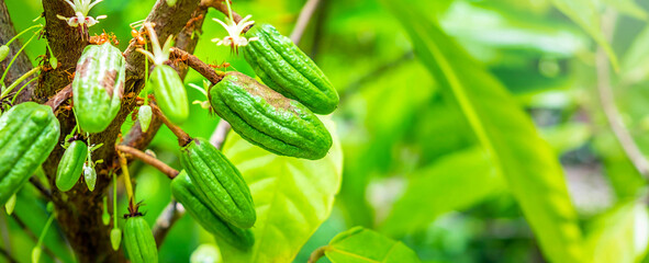 Raw small green cacao pods harvesting. growing cocoa fruit hanging on a tree cocoa