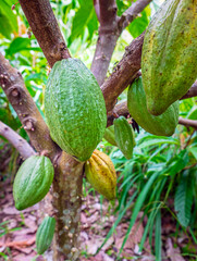 Raw green cacao pods harvesting. Green color cocoa fruit hanging on a tree cocoa
