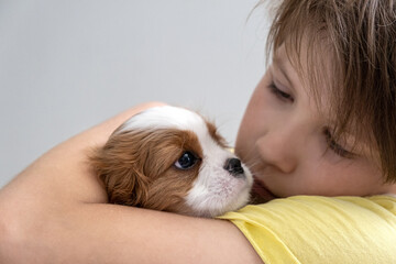 Boy holding a puppy Cavalier King Charles Spaniel Blenheim. Close up portrait of Cute dog puppy. Copy space