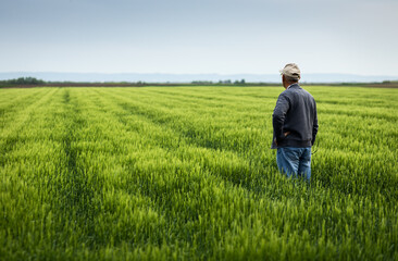 Naklejka na ściany i meble Rear view of senior farmer standing in barley field examining crop.