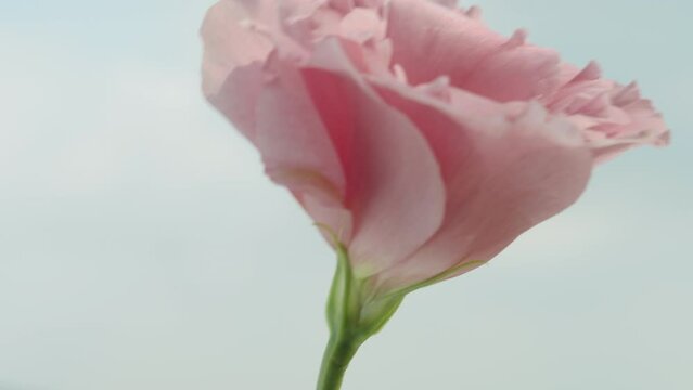 Pink lisianthus flower on a background of blue sky and clouds. Close-up