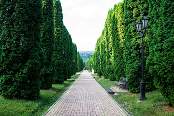 Perspective landscape in Kislovodsk Russia - smooth rows of tall green cypresses along the...