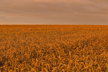 Pole pszenicy  © Piotr