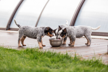 Australian cattle dog puppy outdoor. Blue heeler dog breed. Puppies on the backyard