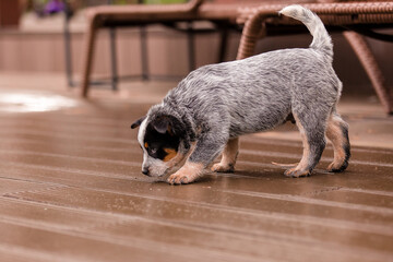 Australian cattle dog puppy outdoor. Blue heeler dog breed. Puppies on the backyard