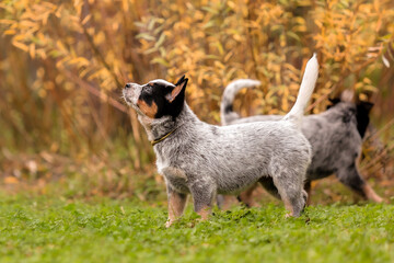 Naklejka na ściany i meble Australian cattle dog puppy outdoor. Blue heeler dog breed. Puppies on the backyard