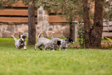 Naklejka na ściany i meble Australian cattle dog puppy outdoor. Blue heeler dog breed. Puppies on the backyard