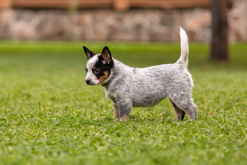 Australian cattle dog puppy outdoor. Blue heeler dog breed. Puppies on the backyard