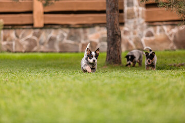 Australian cattle dog puppy outdoor. Blue heeler dog breed. Puppies on the backyard