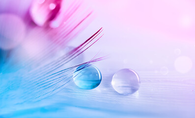 Water droplets on feather on turquoise pink blurred background.