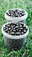 Fototapeta na wymiar Blackcurrant in a plastic buckets on a background of green grass