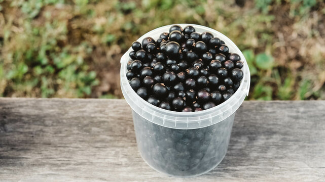 Blackcurrant in a plastic bucket on a wooden shelf