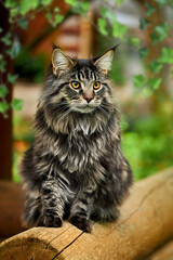 4K closeup of all kinds of cute fluffy maine coon cats.