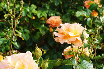 Peach roses blooming in a garden