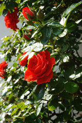 Red roses blooming in a garden