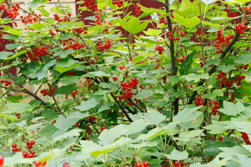 Lush red currant bush with clusters of ripe berries and abundant foliage. Natural background