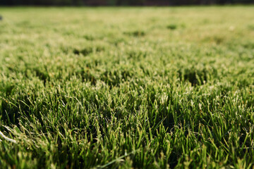 Close up view of the mown green grass at sunny daytime