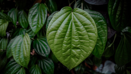 close up of Piper betle leaves or daun sirih herb
