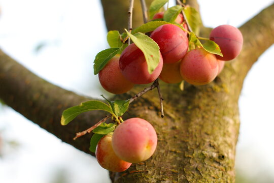 Red fruits of ripe cherry plum