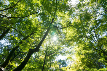 京都 夏の光明寺の緑あふれる参道