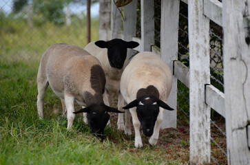 A group of great Dorper Sheep grazing on the farm's green pastures