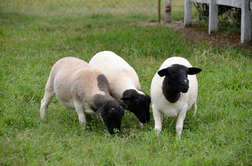 Fototapeta premium A group of great Dorper Sheep grazing on the farm's green pastures
