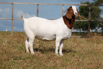 Boer goat chewing grass in the farm pasture