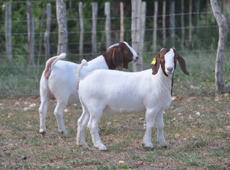 young female boer goats on the farm
