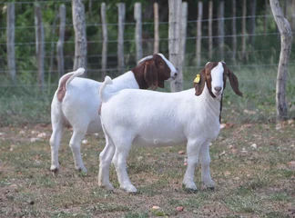 Deurstickers young female boer goats on the farm © LGAndrade