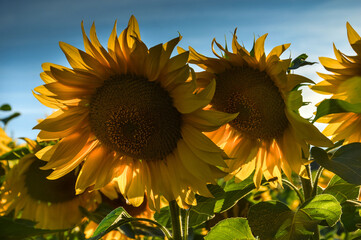 Sunflower field at the Lower  Silesia, Poland - obrazy, fototapety, plakaty